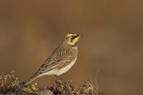 Horned Lark (Eremophila alpestris), Schleswig-Holstein, Germany