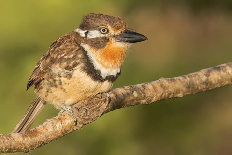 Russet-throated Puffbird (Hypnelus ruficollis) perched on a branch in Colombia, South America