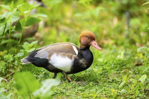 Red-crested pochard (Netta rufina) standing on a meadow, Bavaria, Germany