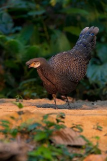 Grey Peacock-Pheasant (Polyplectron bicalcaratum) male foraging, Yunnan, China
