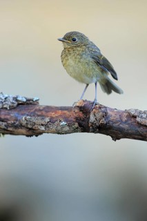 European Robin (Erithacus rubecula) juvenile, Andalusia, Spain