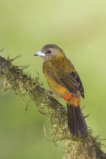 Passerini's Tanager (Ramphocelus passerinii) female, Costa Rica