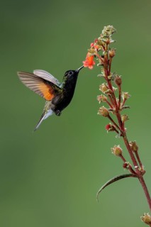 Black-bellied Hummingbird (Eupherusa nigriventris) flying and feeding at a flower in Costa Rica