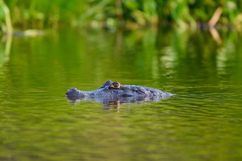 A caiman glides in the river water, the scene is calm and surrounded by plants, Spectacled caiman