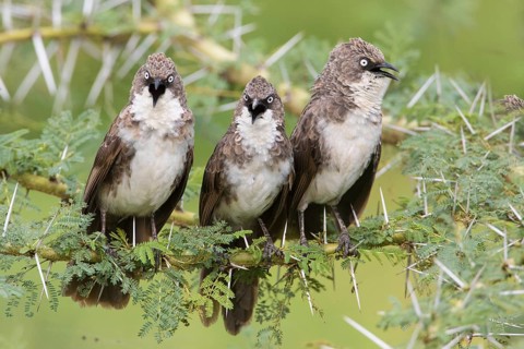 Northern Pied Babbler (Turdoides hypoleuca) group singing, perched on a thorny branch, Lake