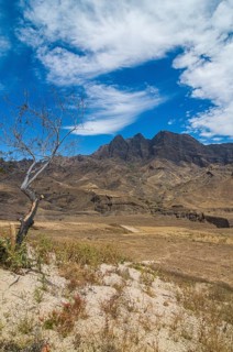Rock vegetation on island San Antao. Cabo Verde. Africa