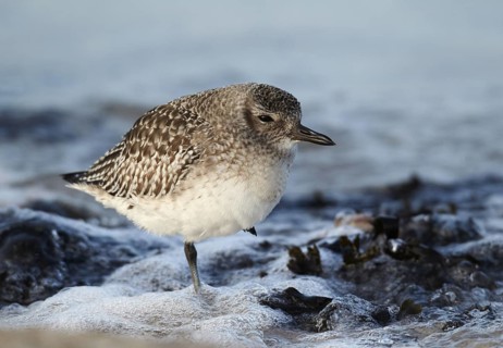 Grey Plover (Pluvialis squatarola), Schleswig-Holstein, Germany