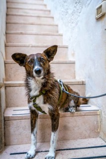 Adorable dog wearing a harness sitting on rustic stone stairs in the charming coastal village of