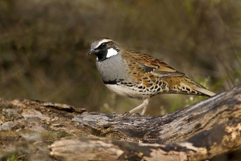 Spotted Quail-thrush (Cinclosoma punctatum) male, New South Wales, Australia