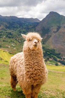 A charming alpaca stands proudly before a lush, mountainous backdrop typical of the Peruvian Andes,