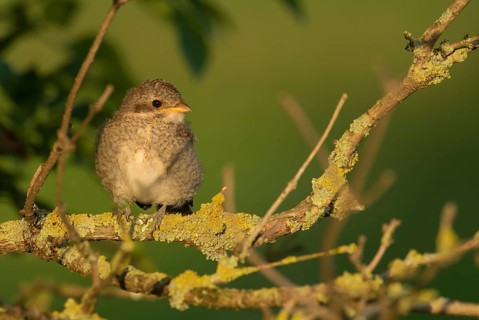 Red-backed Shrike (Lanius collurio) juvenile, Lower Saxony, Germany