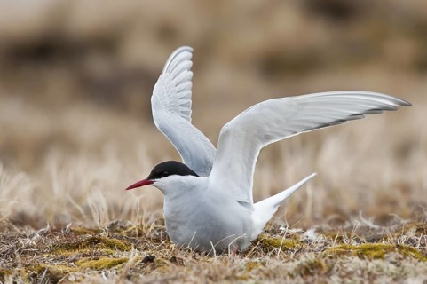 Arctic Tern (Sterna paradisaea), Alaska, USA