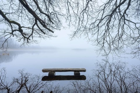 Ahlhorn fish ponds in fog, Ahlhorn, Lower Saxony, Germany