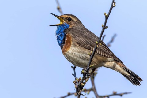 Bluethroat (Luscinia svecica cyanecula) male singing from branch, Mecklenburg-Western Pomerania,