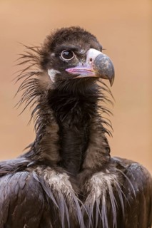 Cinereous Vulture, (Cinereous Vulture, Aegypius monachus), Animals, Birds, Sierra de San Pedro,