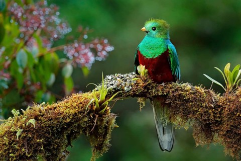 Beautiful bird in nature tropic habitat. Resplendent Quetzal, Pharomachrus mocinno, Savegre in
