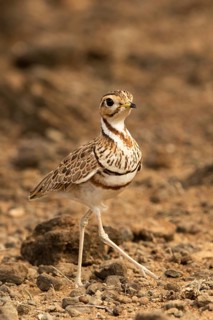Three-banded Courser (Rhinoptilus cinctus), Kakamega Forest, Kenya