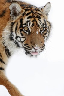Sumatran tiger (Panthera tigris sumatrae) in the snow, captive, native to Sumatra, Indonesia