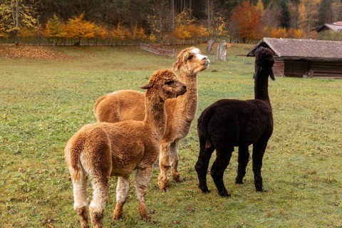 Three alpacas, each with a unique coat color, graze peacefully in a lush Austrian meadow amidst