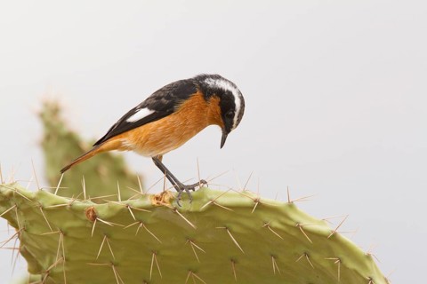 Moussier's Redstart (Phoenicurus moussieri) male, Morocco