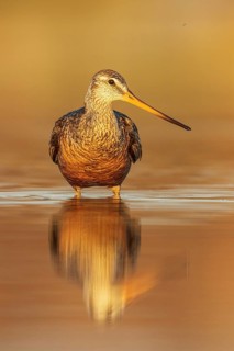 Hudsonian Godwit (Limosa haemastica) in a pond in the tundra near Churchill, Manitoba, Canada