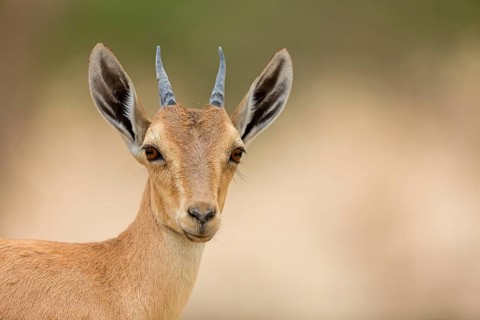 Nubian ibex, Nubian ibex, (Capra nubiana), animals, mammal, young animal, animal kids, Ein Gedi