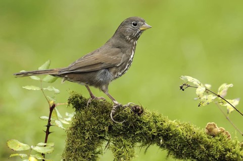 Sooty Fox Sparrow (Passerella unalaschcensis), British Columbia, Canada