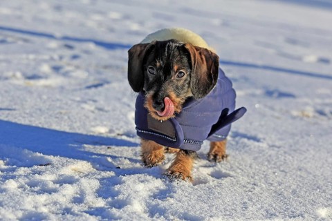 Wire-haired dachshund in winter coat, snow, young animal