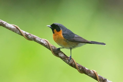 Spectacled Monarch (Symposiachrus trivirgatus), Queensland, Australia
