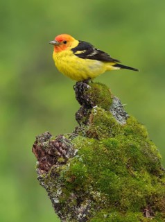Western Tanager (Piranga ludoviciana) male perched on a mossy log, British Columbia, Canada