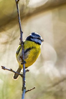Blue Tit, Cyanistes Caeruleus