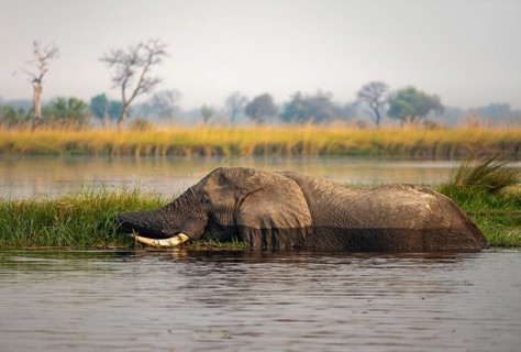 African elephant (Loxodonta africana) swimming in the swamp, grazing, Xakanaxa Lagoon, Okavango