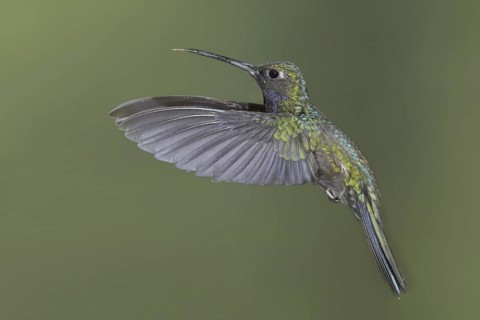 Napo Sabrewing (Campylopterus villaviscensio), Ecuador