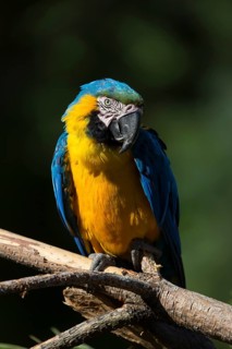 One blue-and-yellow macaw (Ara ararauna) sitting on a branch with green vegetation in the