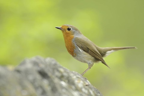 European Robin (Erithacus rubecula), North Rhine-Westphalia, Germany