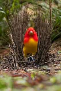 Flame Bowerbird (Sericulus ardens) perched at its bower in Papua New Guinea