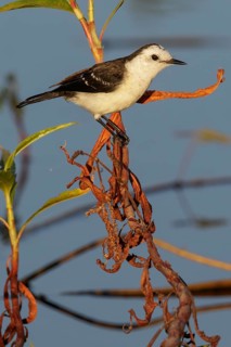 Black-backed Water Tyrant (Fluvicola albiventer) in the Pantanal region of Brazil