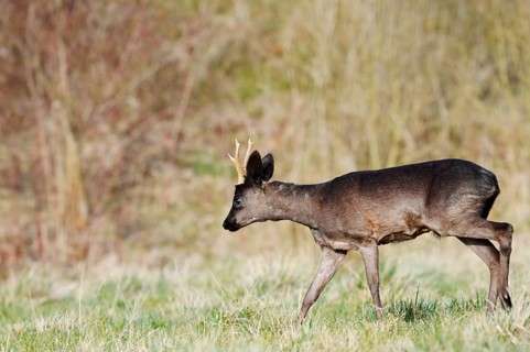 European roe deer (Capreolus capreolus), black roebuck, Lower Saxony, Germany