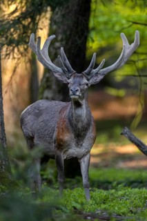 The rest of the herd has already moved on, soon the red deer (Cervus elaphus) will follow them, red
