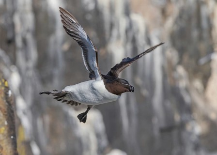 Razorbill (Alca torda islandica) flying, Scotland, United Kingdom