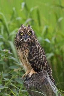 Short-eared owl (Asio flammeus) (Asio accipitrinus) juvenile perched on fence post along field