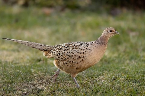 Common Pheasant (Phasianus colchicus) female, Smaland, Sweden