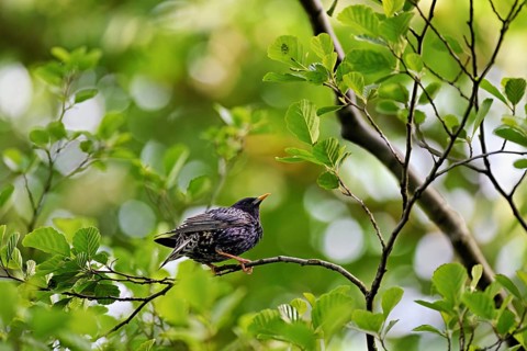 Starling (Sturnus vulgaris, sitting on a branch, Flachsee nature reserve, Reusstal, Freiamt, Canton