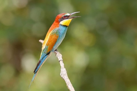 European bee-eater (Merops apiaster) sitting on a branch, Lake Neusiedl, Burgenland, Austria