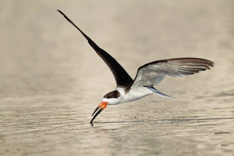 Black Skimmer (Rynchops niger) flying, Florida, USA