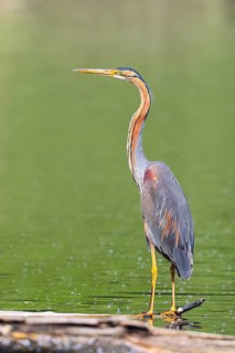 Purple heron (Ardea purpurea), standing on a branch in the water, wildlife, birds, heron, rare