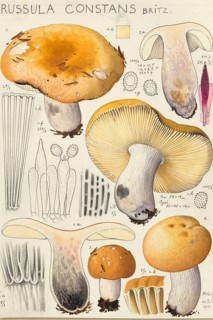 Mushroom, Mushrooms, Orange-red grey-stemmed russula, Russula decolorans constans, authentic