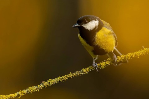 A Great Tit, Parus major, balances gracefully on a moss covered branch against a soft golden