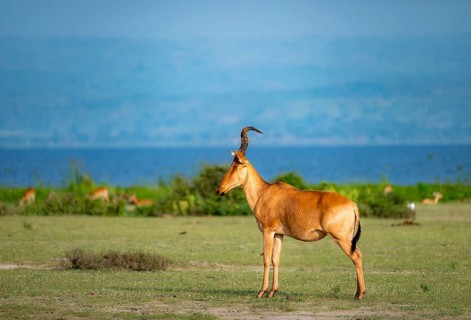Lelwel hartebeest (Alcelaphus lelwel), on the shores of Lake Albert, Murchison Falls National Park,