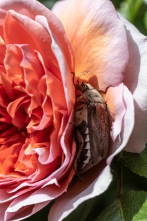 Cockchafer (Melolontha melolontha) in rose blossom, Emsland, Lower Saxony, Germany